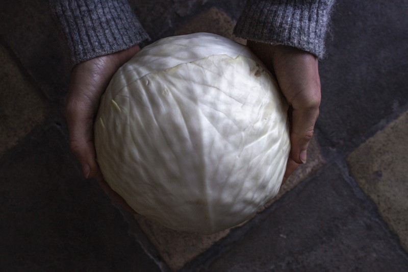 Hvidkål til sauerkraut