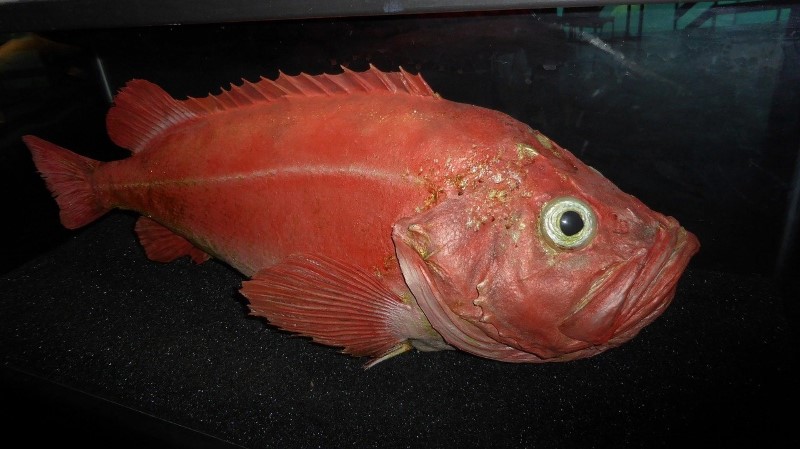Rødfisk