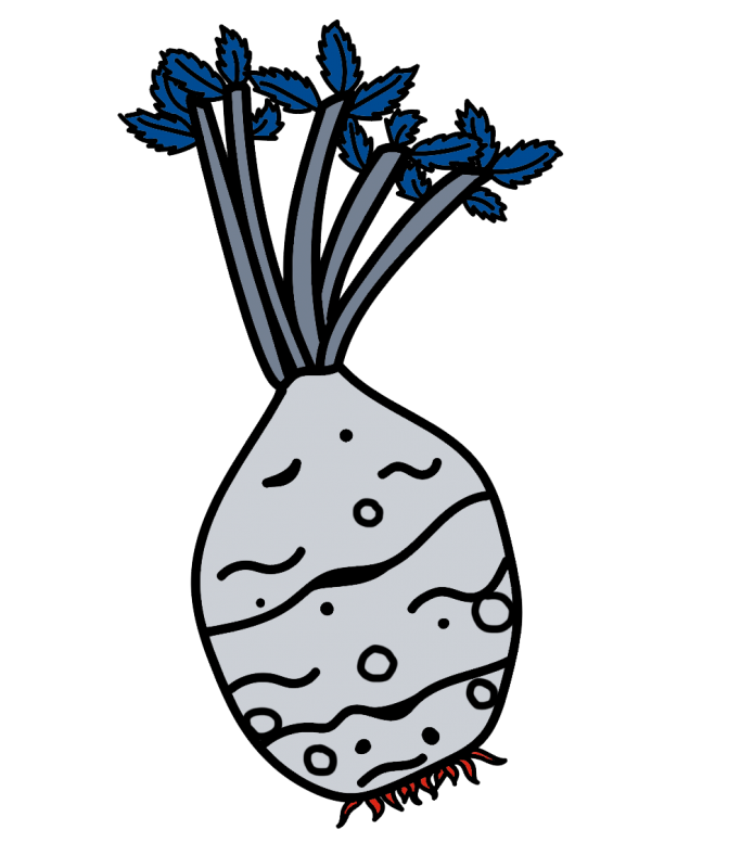 Knoldselleri