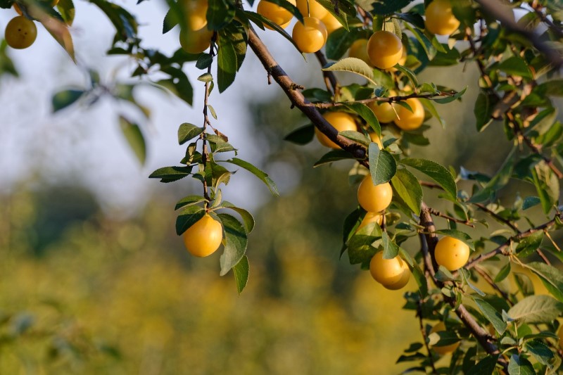 Mirabelle
