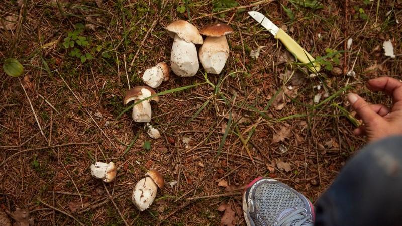 Karl Johan er en god begyndersvamp. Foto af Naturstyrelsen